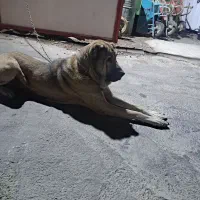 سگ عراقی نر ۲ساله