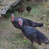 بوقلمون|پرنده|کبودرآهنگ, |دیوار