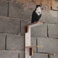 ریش سیاه|پرنده|نهبندان, |دیوار