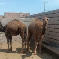 شتر بلبون
