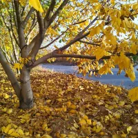 باغ و زمین تفریحی و سرمایه گذاری