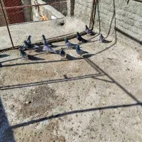 کبوتر پلاکی