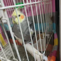 پرنده|پرنده|تربت‌حیدریه, آغوی|دیوار