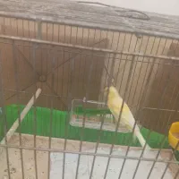 قناری ماده مست|پرنده|رشت, شهرک احمد خمینی|دیوار