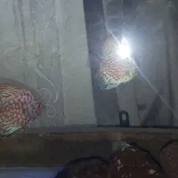 ماهی دیسکس .کالر.