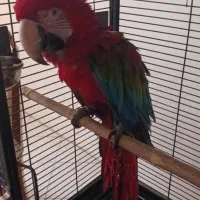 آرا،ماکائو قرمز