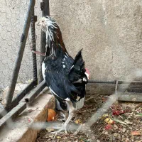 خروس گلین شهریار