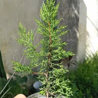فروش نهال لاوسون نایلکسی و سطلی، ریشه پرس و سالم|گل و گیاه طبیعی|چالوس, |دیوار