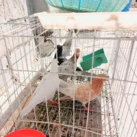 فروش کبوتر|پرنده|اهواز, شهرک رزمندگان|دیوار