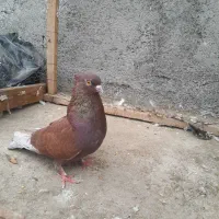 کبوتر سرخ