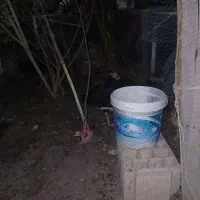 مرغ لاری کروچ