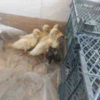 اردک درشت
