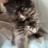 گربه پرشین|گربه|اهواز, بهارستان|دیوار