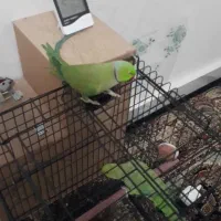 نر اماده دستی صاف