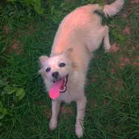 سگ پاکوتاه بازیگوش) معاوضه هم دارم(