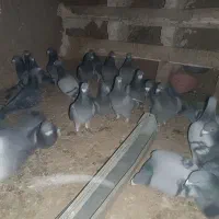 کفتر پلاکی مسافتی