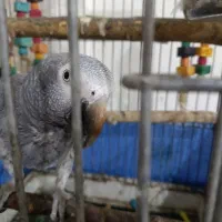 کاسکو