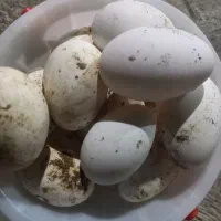 تخم غاز محلی نطفه دار