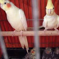 طوطی عروس 5 عدد پدر مادر و پایین سه فرزند|پرنده|رشت, باهنر|دیوار