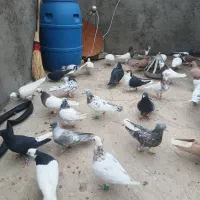 کبوتر رنگی|پرنده|مشهد, آیت الله خامنه‌ای|دیوار