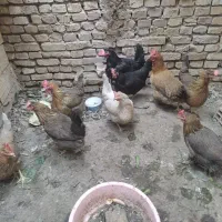 فروش تعدادی مرغ تخم گزار خانگی