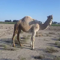 فروش شتر