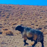 قوچ‌ترکی|حیوانات مزرعه|آباده, |دیوار