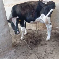 گاو ماده خارجی|حیوانات مزرعه|هیرمند, |دیوار