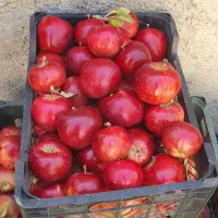 سیب قرمز زرد|خوردنی و آشامیدنی|سجاس رود, |دیوار