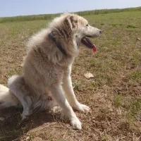 سگ گله معاوضه با سگ نگهبان|سگ|کشاورز, |دیوار