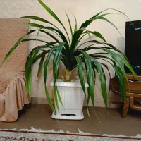 گلدان اپارتمانی پاندانوس