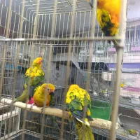 20 عدد طوطی خورشیدی