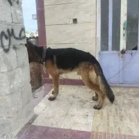 سگ ژرمن|سگ|ینقاق, |دیوار