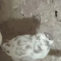 سوسکی|پرنده|بیرجند, |دیوار