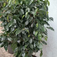 پخش گل ویژه روز مادر آگلونما پتوس|گل مصنوعی|مشهد, حیدرآباد|دیوار