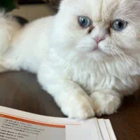 واگذاری رایگان گربه پرشین