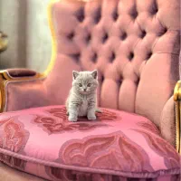 بریتیش خالص بلو و بلوگلد