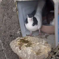 کبوتر جفتگاه چپ سینه ساده کلاق دم|پرنده|مشهد, حضرت حجت|دیوار