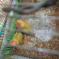 طوطی برزیلی|پرنده|بندر ماهشهر, |دیوار