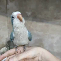 طوطی راهب کواکر|پرنده|اصفهان, شهرک کاوه|دیوار