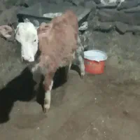 گوساله ماده|حیوانات مزرعه|سروآباد, |دیوار