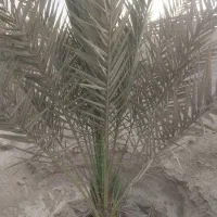 فروش یک عدد نخل سلونی|گل و گیاه طبیعی|قشم, |دیوار