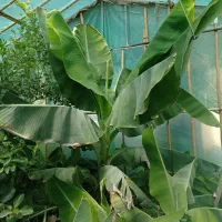 گل اپارتمانی و نهال موز و اناناس