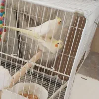 فروش  جفت عروس هلندی لوتینو