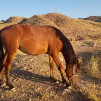 مادیون نژاد کوردی، یک سالو چهار ماه