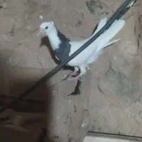 جوجه طوقی|پرنده|ایذه, |دیوار