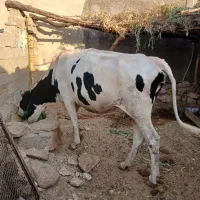 فروش گاو سیمینتال جوان، بل گوساله نر ۴ماهه، اندیکا