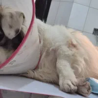 پت خونگی پیدا شده