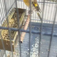 سهره قناری|پرنده|صباشهر, |دیوار