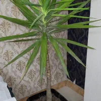 گیاه یوکا|گل و گیاه طبیعی|کرج, کمال‌شهر|دیوار